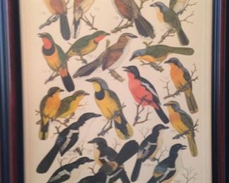 Art of assorted birds