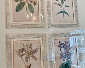 Hand colored Botanical art.