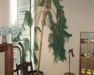 Living Room:   Large Norfolk Pine (Approx 10 feet tall) 