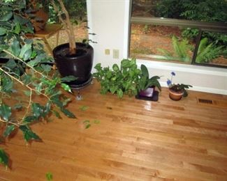 Kitchen Area:  Plants