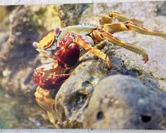 Crab Photograph, 36” x 24”. 