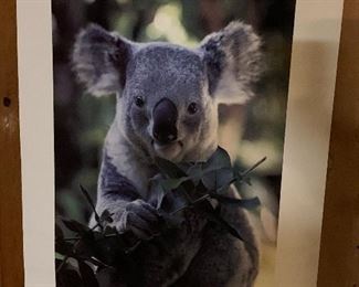 Koala poster