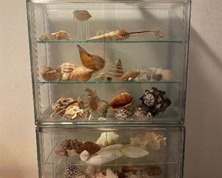 FANTASTIC SHELL AND ROCK COLLECTION