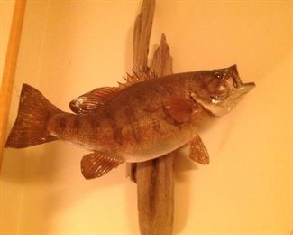 Bass Wall Art