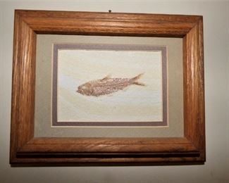 Fish Fossil in frame