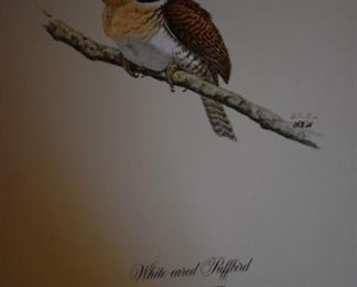 White-eared Puffbird  by Artist Don Richard Eckelberry
