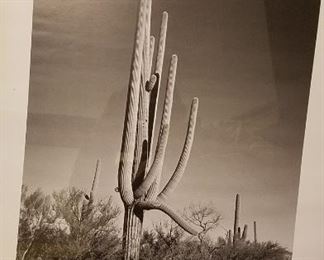 Ansel Adams, Saguaro National Monument, Arizona