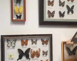 Butterfly specimens 
