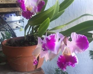 Orchids for sale