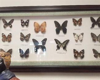 Display of butterflies