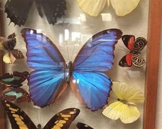 More butterflies