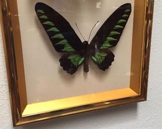 Beautiful butterfly