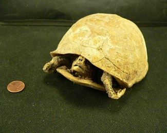 turtle shell and skelteton 