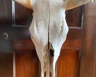 Vintage Bull Skull
