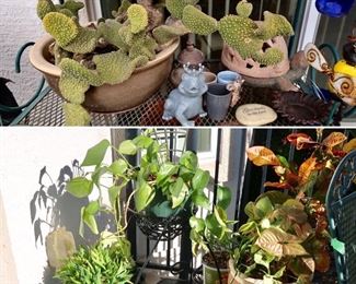 Live Plants / Cactus