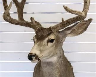 Lot 362 - Whitetail Deer Shoulder Mount 10pt Rack