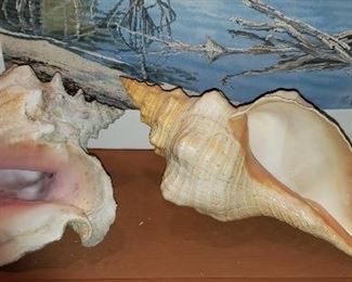 Sea Shells