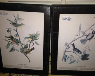 Framed bird art