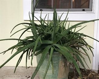 Huge Aloe Vera Plant