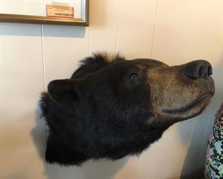 Nice Bear Head mount