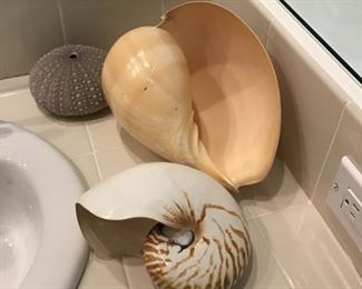 Large Shells