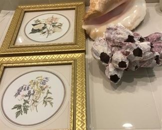 Pr. of floral pictures, Large Sea shells