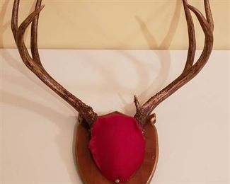 Deer Antler Mount - 6 point - 19 in. wide