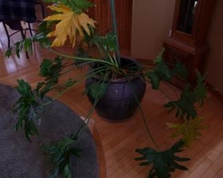 Just one of several nice houseplants