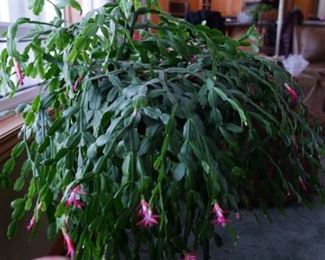 One of two blooming Christmas Cactuses