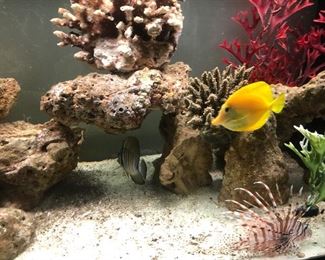 There are 4 fish in the salt tank; 1 Porcupine “Spiny” Puffer, 1 Sailfin Tang, 1 yellow Tang, and one Lionfish.
Typically these fish would run about $250.00. This tank includes everything that you see here for just $500.00. Set up at your house anywhere in the Valley for $200.00. 