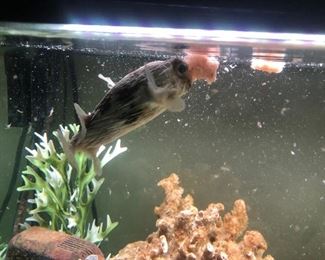 This one hungry Spiny Puffer! Still cheaper than our furry friends but obviously not as cuddly... 