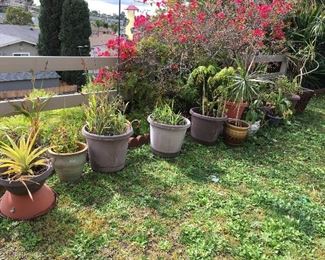Potted plants including some aloes