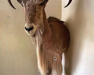 Aoudad