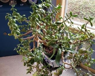 Large Indoor Jade Plant