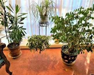 Plants - lot's of wonderful houseplants