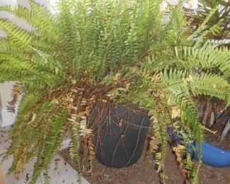 Lightweight planter with firn