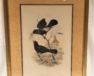 Lot  #32  Gould hand colored antique bird print  $300.00