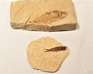 Lot #86  Two prehistoric fossils   $25.00