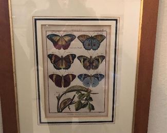 antique print of butterflies