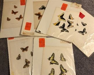 200 year old original botanicals 