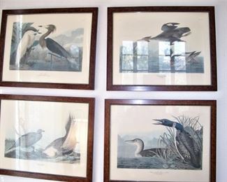 Audubon engravings
