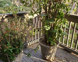 About 10 large patio plants. Several pots, vintage patio table and 4 chairs.