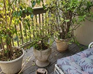 A balcony and a large patio filled with plants, some very large.