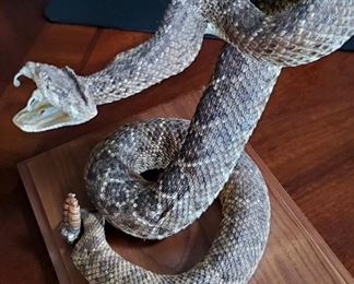 Snake Taxidermy