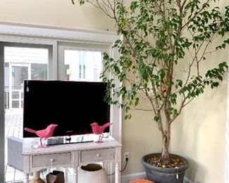 Tv...poufs...and a giant ficus tree!