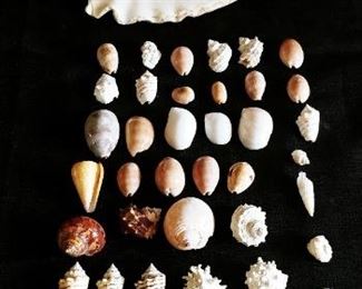 Sea Shell Collection From The Red Sea 