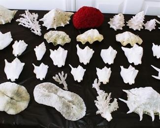 Sea Shell Collection From The Red Sea 