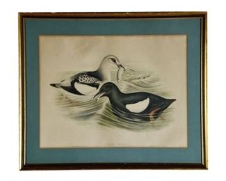 2. John Gould Uria Grylle Vintage Prints of Birds