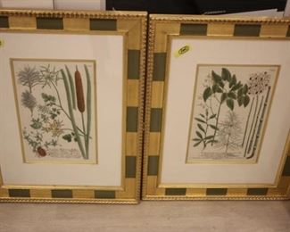 Set of 4 Johann Wilhelm Weinmann hand colored botanicals