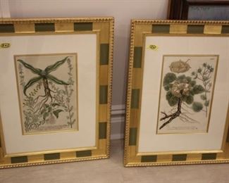 Set of 4 Johann Wilhelm Weinmann hand colored botanicals